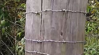 Fazenda