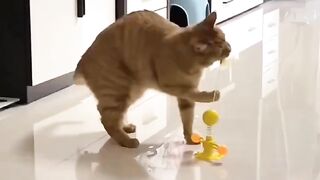 best funny cat videos 2022#shorts