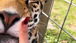 Boops！