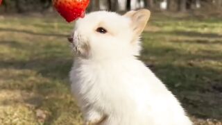 The cute rabbit is eating strawberry