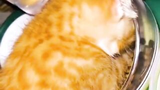 Most viral funny cat