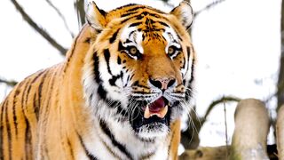 Big cats