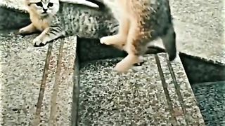 Cats alway cats