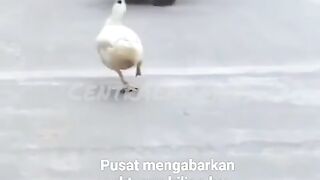 Joged sehat