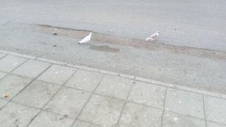 These lovebirds are simply amazing pets