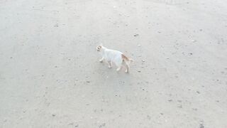 This cat is simply awesome pet