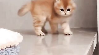 Love Kittens❤️❤️