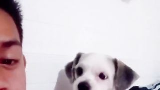 THE BEST CUTE AND FUNNY ANIMAL VIDEOS OF 2023
