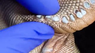 Popping femoral pores on dead iguana
