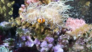 CLOWN FISH IN NATURE MARINE LIFE