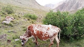 My cow on mountain