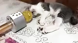 Cat funny videos