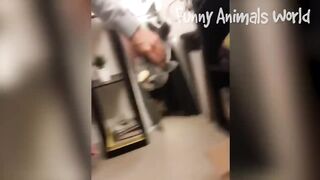 Funny Dogs And Cats Videos 2023 - Best Animal Videos Of The Month