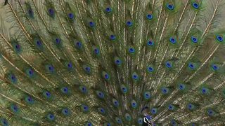 Beautiful birds