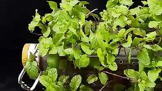 How to grow mint in a bottle