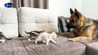 German Shepherd attacked by cute tiny kittens.Video 2023