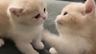 Kittens Fight