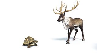 Animals Cartoon For kids | Cartoon lover