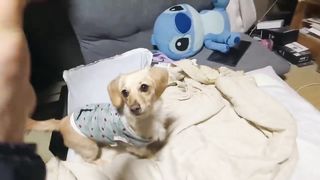 Playing ball with a dachshund dog
