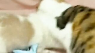 Who is cooler?  CATS vs DOGS.  Funny and funny cats and dogs.  Video 2023