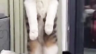 Very funny video like comment &share