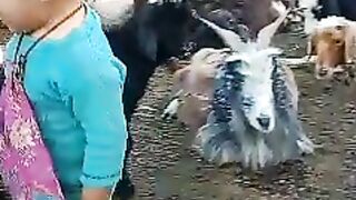 Animals are in husbandry, quite baby want to ride.