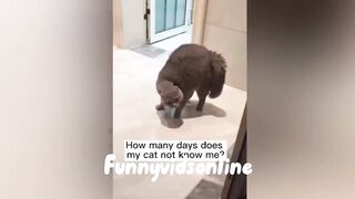 Funny cat videos 2023 completions that will make you laugh ????