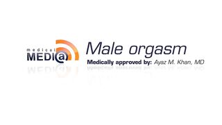 reproductive system analysis/reproductive system in details /male  explained /how eraction occur in males