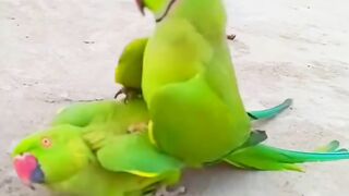 Parrot