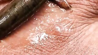 Leech_...????One_Subscribe_plz_friend_☹️☹️????????????