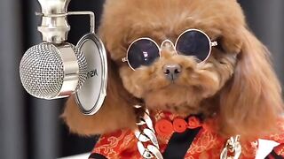 Fake Puppy Rock Star at Talent Show