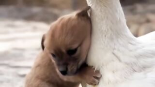 Brings tears Real Story - Duck Mum Adopted Puppy Son.