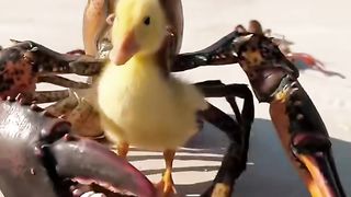 Funny Lobster King Imprisons a Duckling