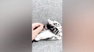 Animaux les plus drôles 2023 ???? Meilleurs chats et chiens drôles ???????? Partie 26