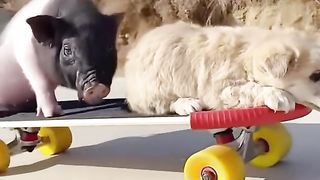 Piggy & Puppy Love Skateboarding!