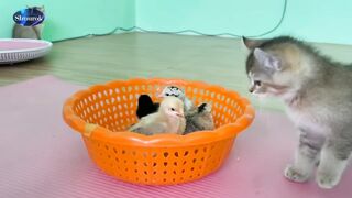 Cute Little kittens is attached by by tiny chicks. Video 2023