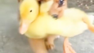 Best friend Puppy and Duckling