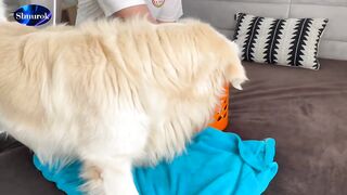 Golden Retriever Meets Puppies for the First Time. Video 2023