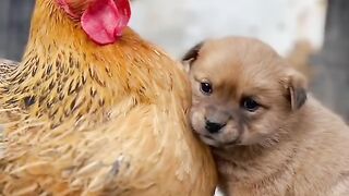 Friendship _ puppy & chicken & rabbit . A beautiful moment