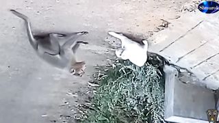 Cats vs Wild Animals! (A Compilation) Video 2023