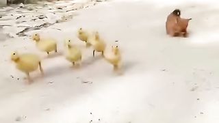 A beautiful moment friendship puppy chick and duck