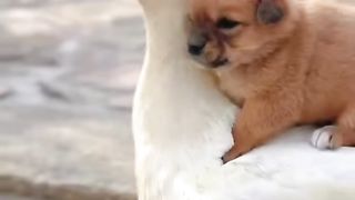 Friendship _puppy and duck . A beautiful moment