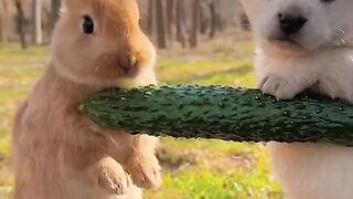 Friendship _ puppy and Rabbit . A beautiful moment