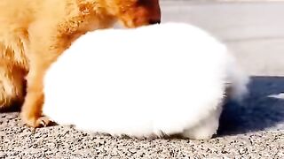 Fruendship _ puppy & chick & rabbit & pig . A beautiful moment