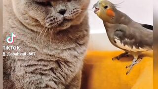 Parrot &cat funny viralhttps://youtube.com/@MagiccatsFunny127