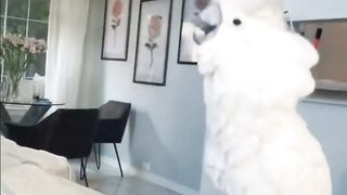 Most Amazing Animals of TikTok ~ Cutest Birds, Cats & Dogs Compilation [TIK TOK]