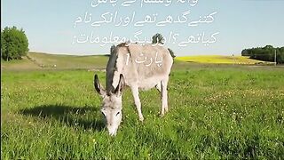 Ghady ko q pheda kia