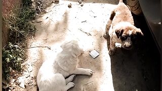 3 Baby Dogs