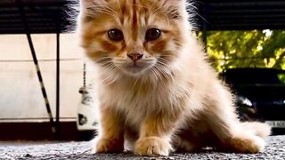 cut cat great video #cat
