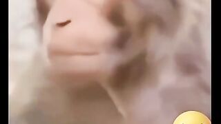 Monkey funny video #shorts #viral